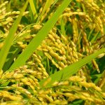 豊かさを引き寄せよう!10月の一粒万倍日
