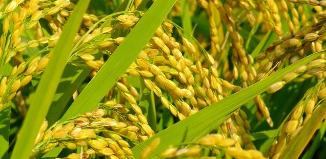 豊かさを引き寄せよう!10月の一粒万倍日