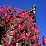 【豊かさを引き寄せよう】2019年2月の一粒万倍日