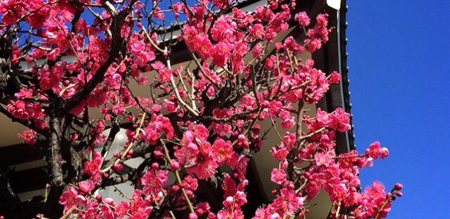 【豊かさを引き寄せよう】2019年2月の一粒万倍日