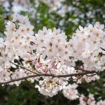 【豊かさを引き寄せよう】2018年 4月の一粒万倍日