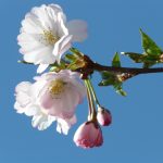 【豊かさをひきよせよう】2017年 4月の一粒万倍日