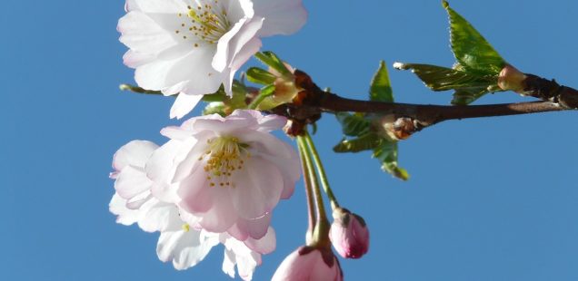 【豊かさをひきよせよう】2017年 4月の一粒万倍日