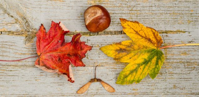 【豊かさを引き寄せよう】2017年10月の一粒万倍日