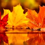 【豊かさを引き寄せよう】11月の一粒万倍日