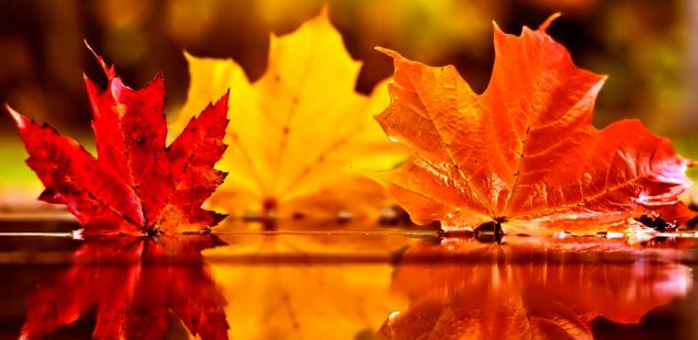 【豊かさを引き寄せよう】11月の一粒万倍日