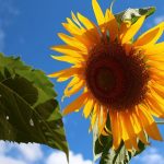【豊かさを引き寄せよう】8月の一粒万倍日