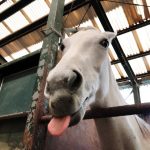 ホースクラブで馬にモテモテ