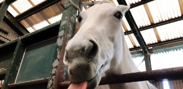 ホースクラブで馬にモテモテ